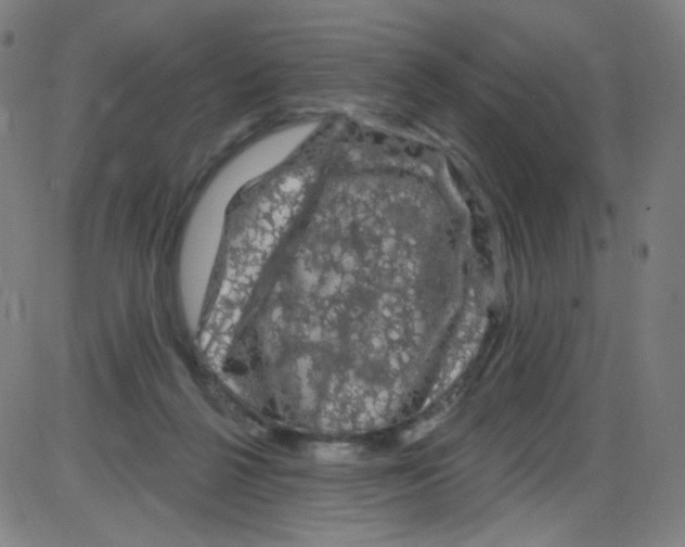 X0000084050264200703161904