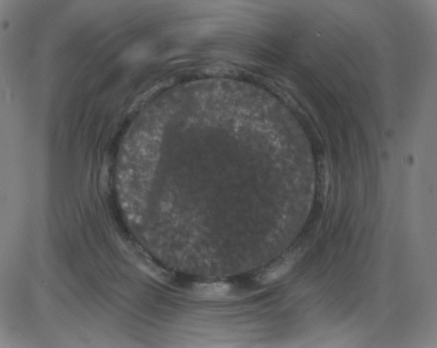 X0000084050266200703161904