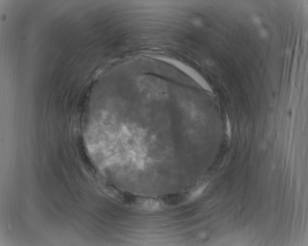 X0000084050272200703161904