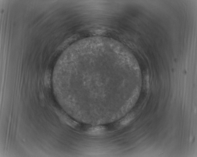 X0000084050274200703161904