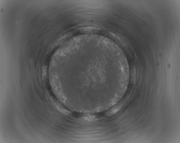 X0000084050278200703161904