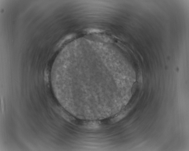 X0000084050282200703161904