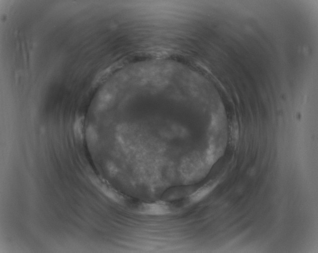 X0000084050286200703161904