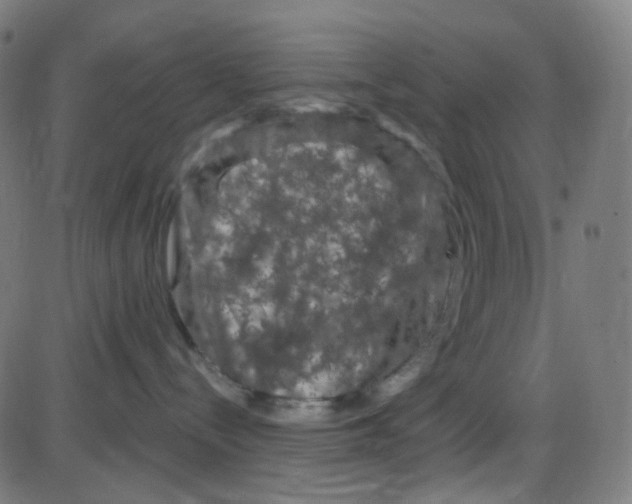 X0000084050288200703161905