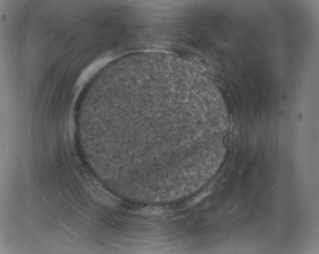 X0000084050294200703161904