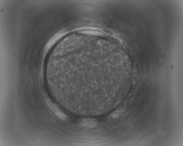 X0000084050296200703161904