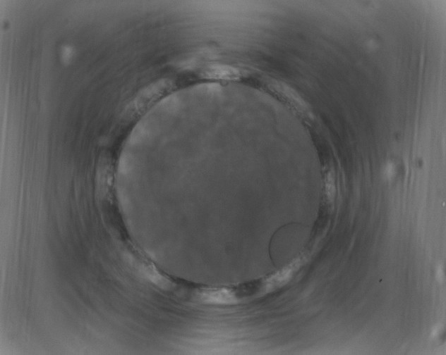 X0000084050322200703161903