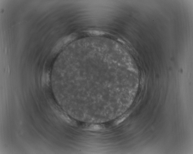 X0000084050330200703161903