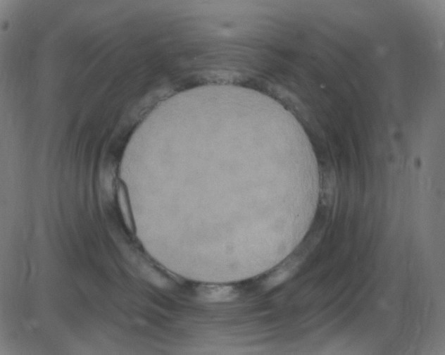 X0000084050334200703161903