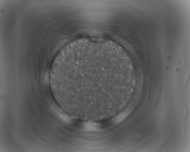 X0000084050336200703161903