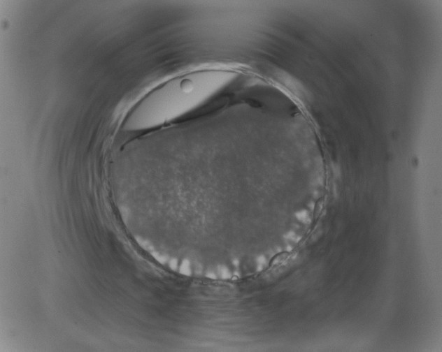 X0000084050337200703161902