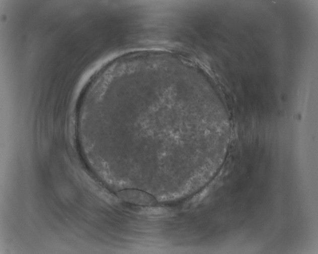 X0000084050342200703161902