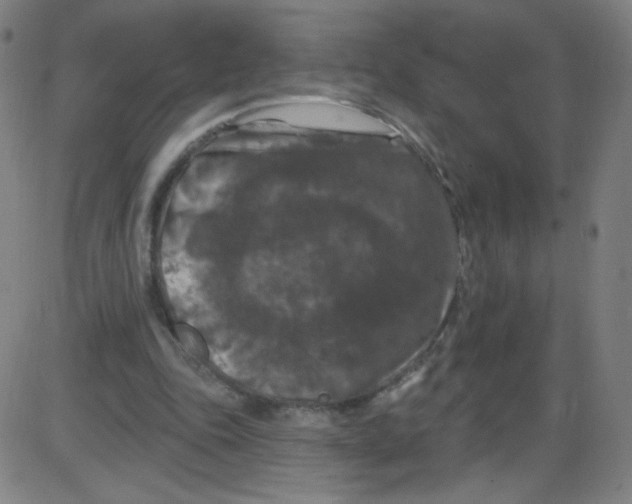 X0000084050343200703161902