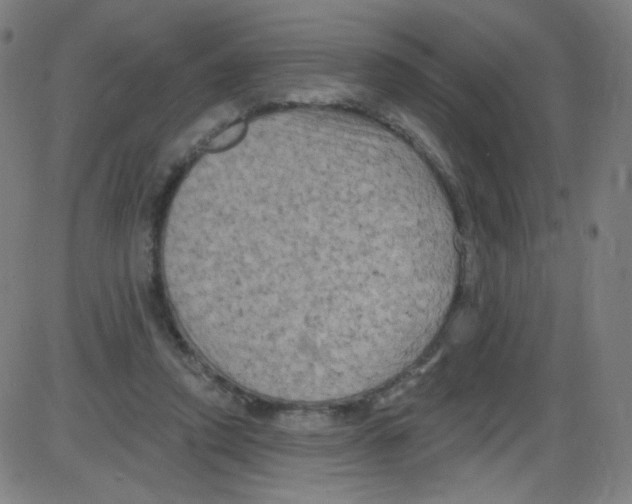 X0000084050354200703161902