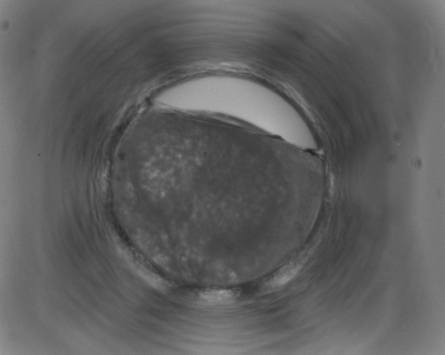 X0000084050357200703161902