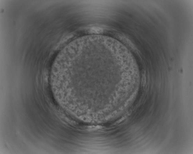 X0000084050363200703161903