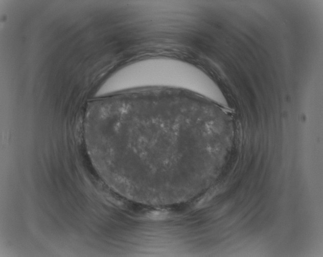 X0000084050364200703161903