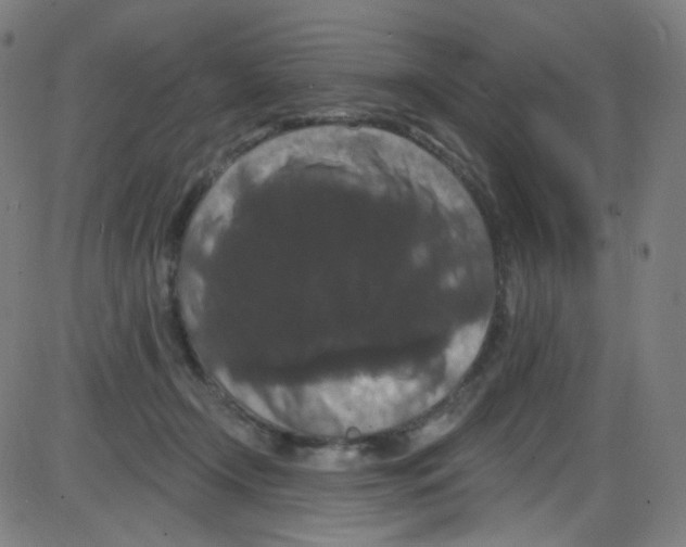 X0000084050366200703161903