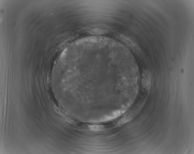 X0000084050371200703161903