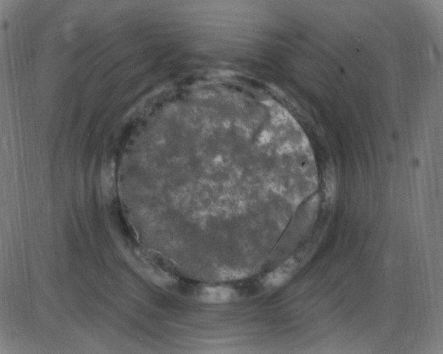 X0000084050376200703161903