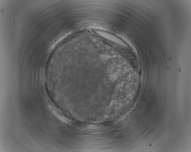 X0000084050390200703161902