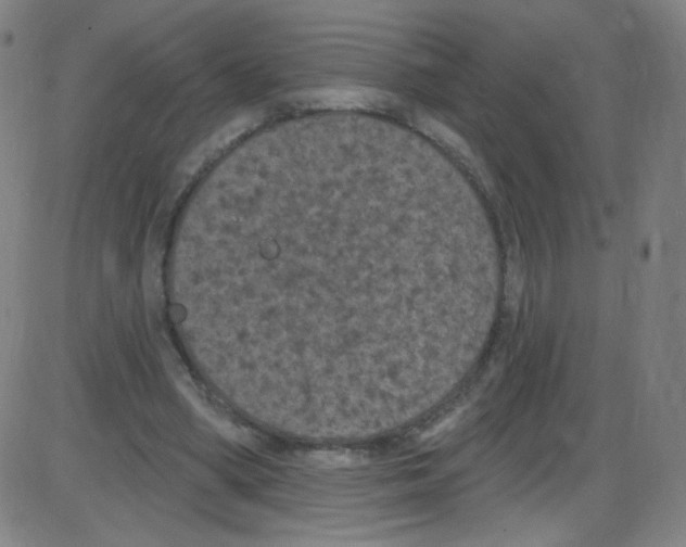 X0000084050394200703161902