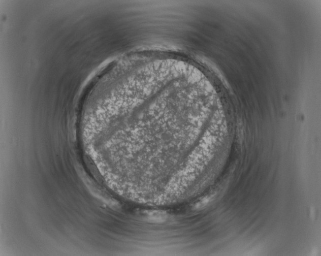 X0000084050395200703161902