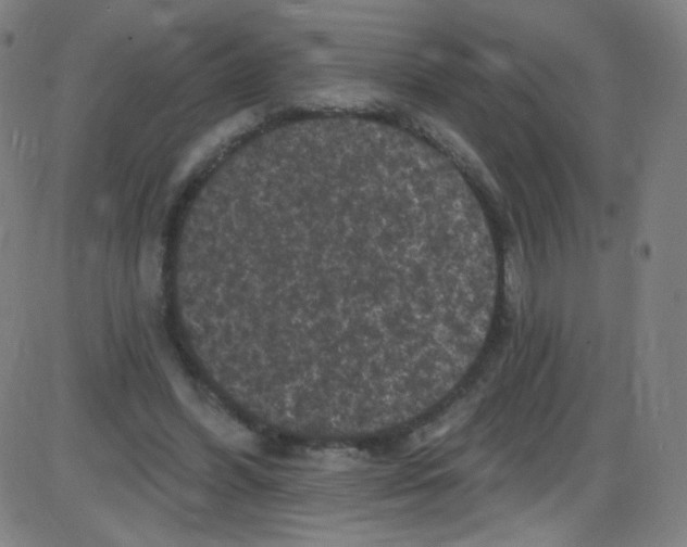 X0000084050396200703161902