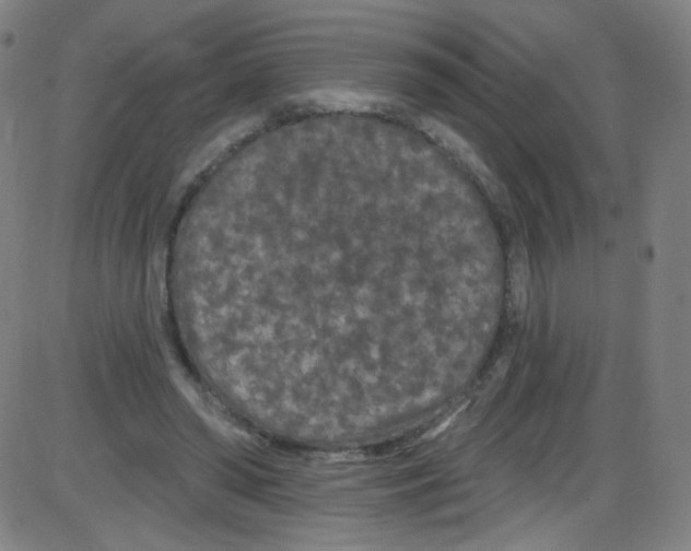 X0000084050398200703161902