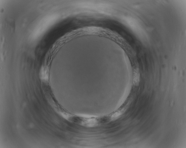 X0000084050431200703161901