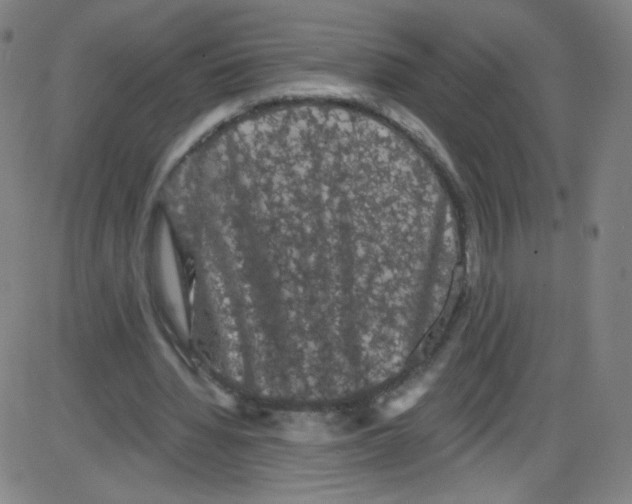 X0000084050436200703161901