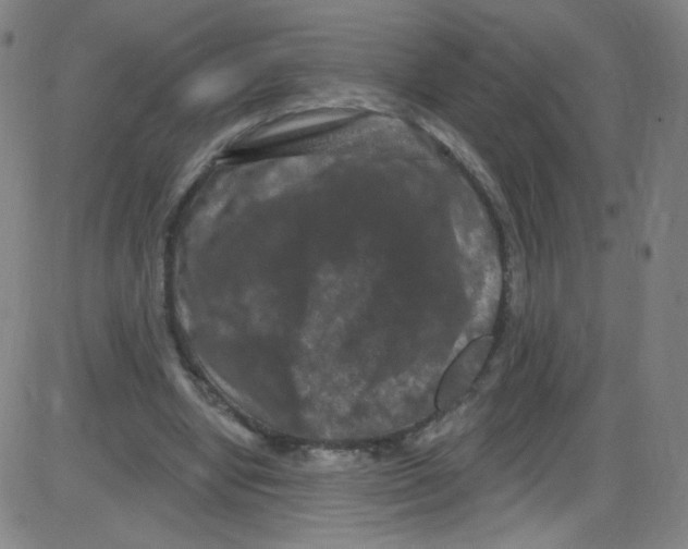 X0000084050442200703161901