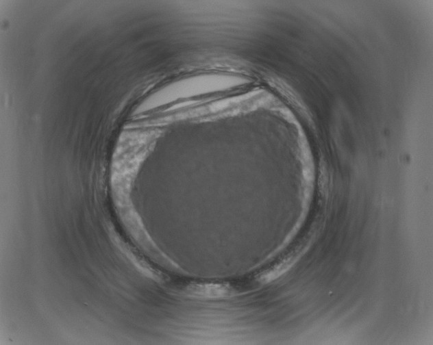 X0000084050449200703161901