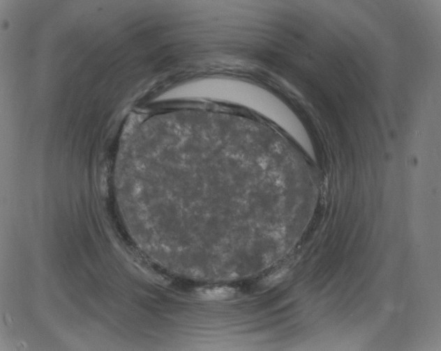 X0000084050452200703161901