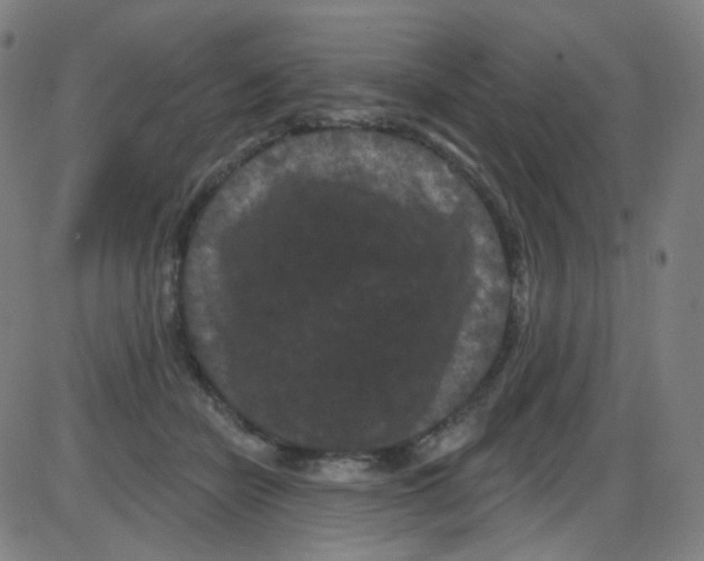 X0000084050462200703161901