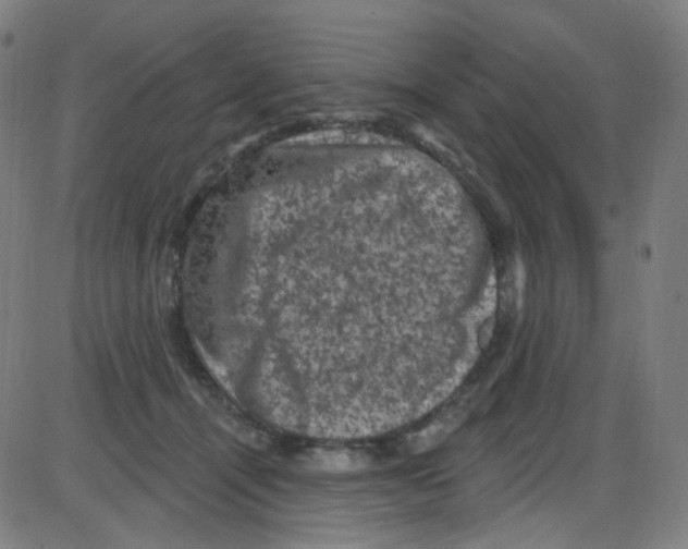 X0000084050464200703161901