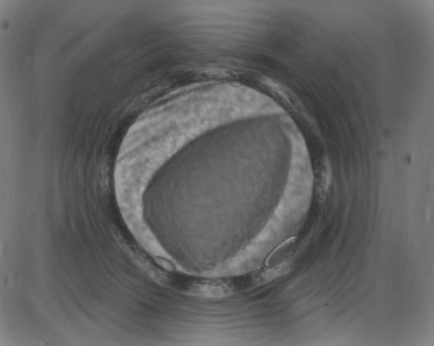 X0000084050466200703161901