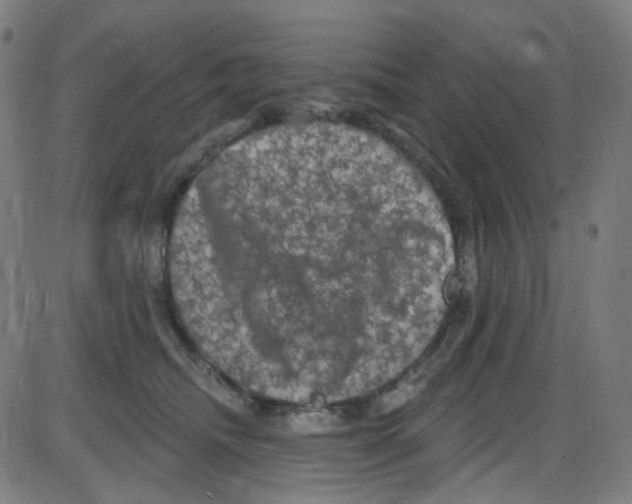 X0000084050468200703161901