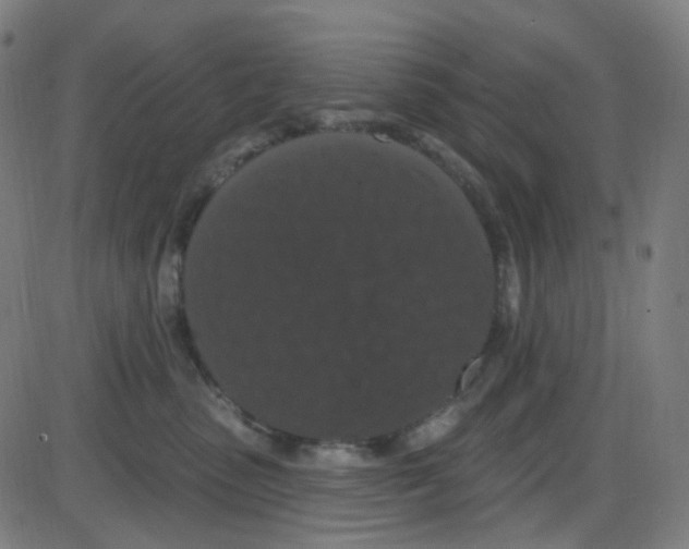 X0000084050475200703161901