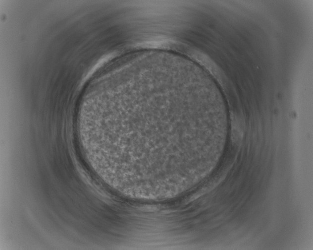 X0000084050482200703161901