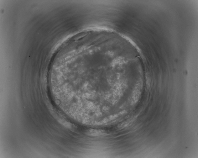 X0000084050487200703161900