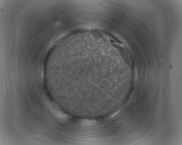 X0000084050494200703161900