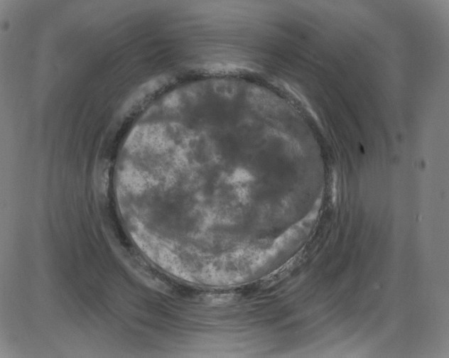 X0000084050495200703161900