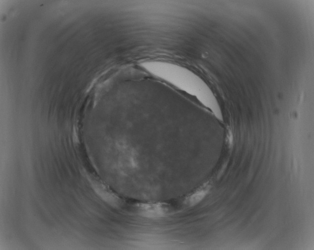 X0000084050524200703161900