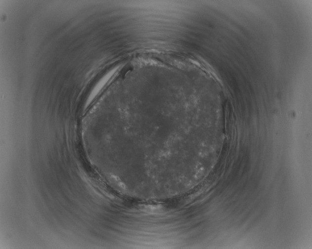 X0000084050552200703161859