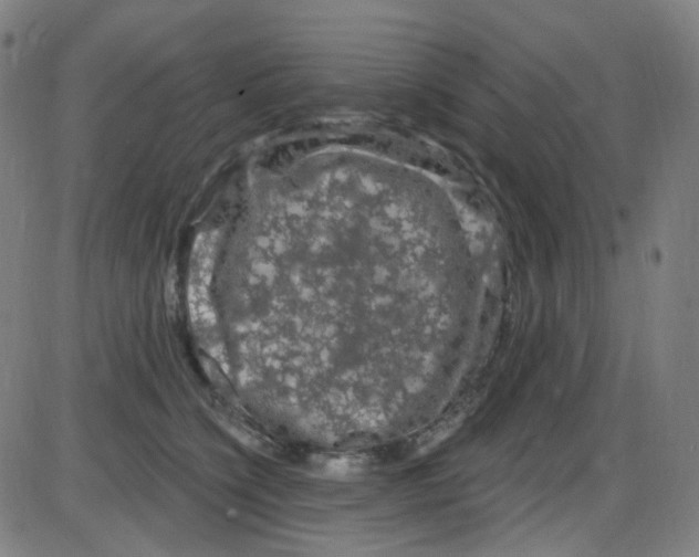 X0000084050564200703161900