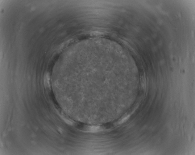 X0000084050575200703161900