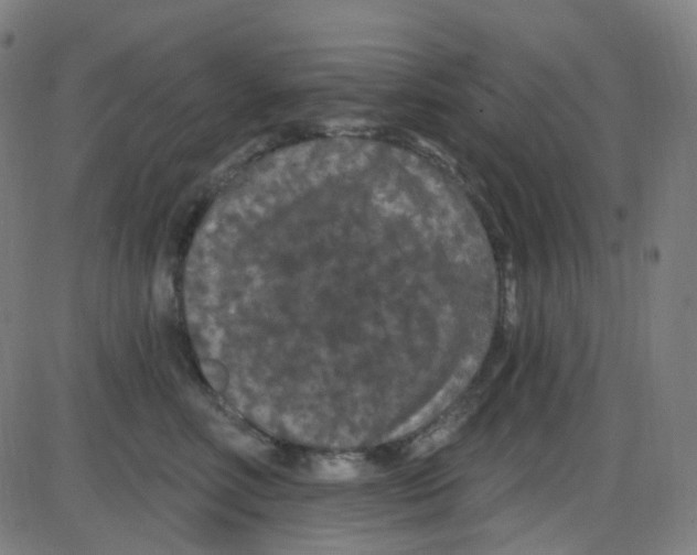 X0000084050618200703161858