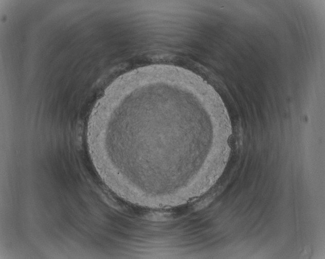 X0000084050664200703161858