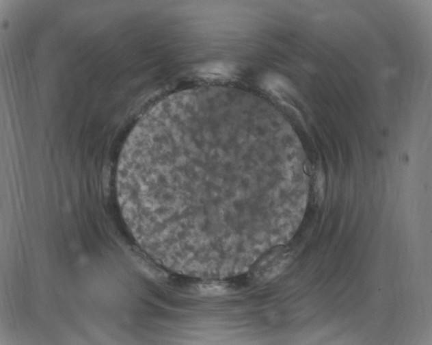 X0000084050668200703161858